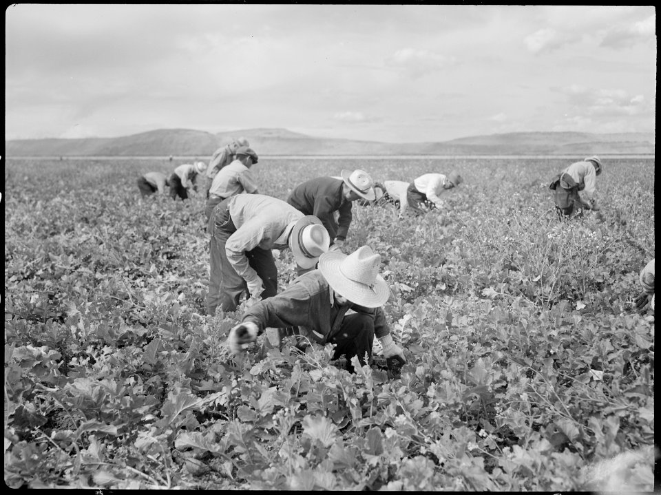 Tule Lake Relocation Center, Newell, California. Harvesting turnips. - NARA - 538383