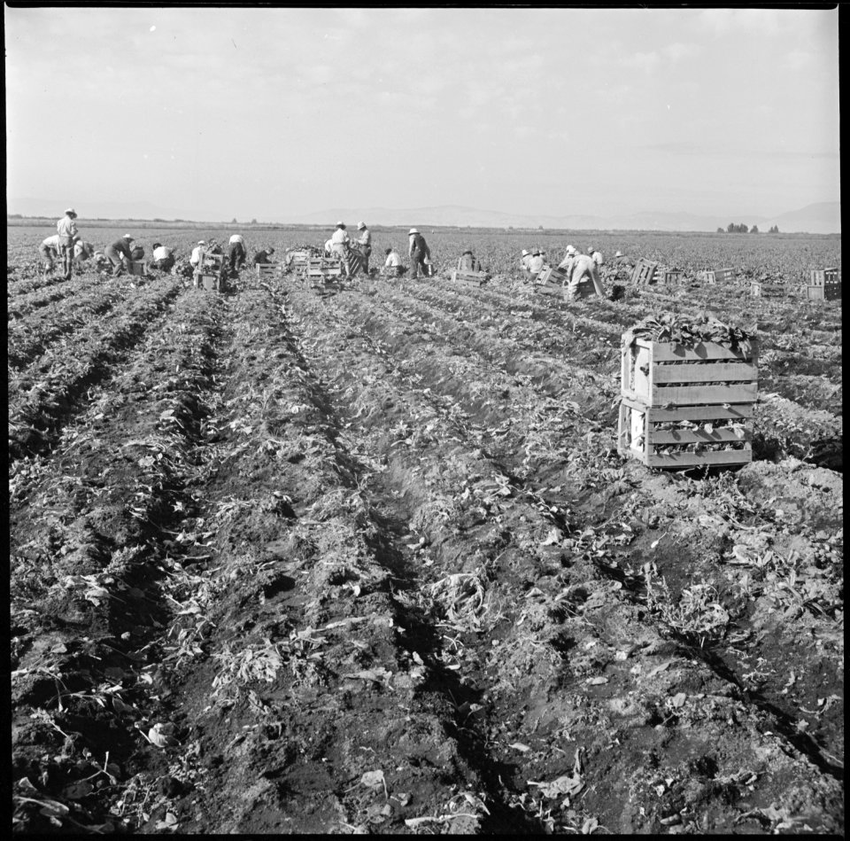 Tule Lake Relocation Center, Newell, California. Harvesting spinach. - NARA - 538356