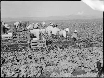 Tule Lake Relocation Center, Newell, California. Harvesting spinach. - NARA - 538379