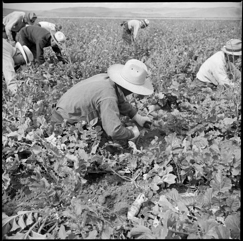 Tule Lake Relocation Center, Newell, California. Harvesting trunips. - NARA - 538319