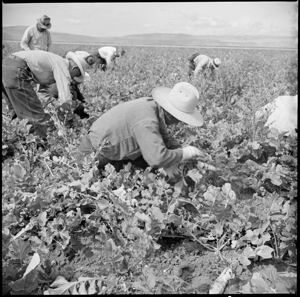 Tule Lake Relocation Center, Newell, California. Harvesting turnips. - NARA - 538322
