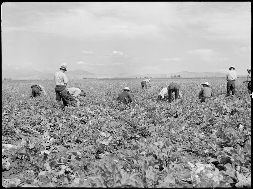 Tule Lake Relocation Center, Newell, California. Harvesting turnips. - NARA - 538377
