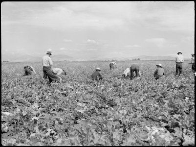 Tule Lake Relocation Center, Newell, California. Harvesting turnips. - NARA - 538377