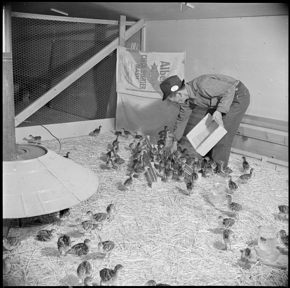 Tule Lake Relocation Center, Newell, California. M. Iseri is shown feeding baby bronze turkeys on t . . . - NARA - 537126