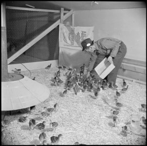 Tule Lake Relocation Center, Newell, California. M. Iseri is shown feeding baby bronze turkeys on t . . . - NARA - 537126 photo