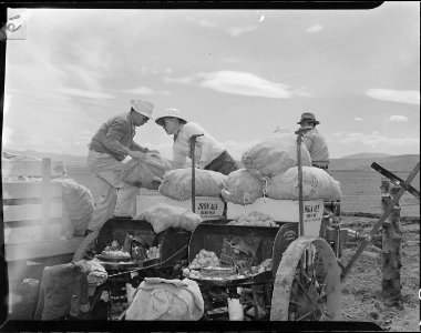 Tule Lake Relocation Center, Newell, California. Loading seed potatoes onto a feed rotary potato pl . . . - NARA - 538203