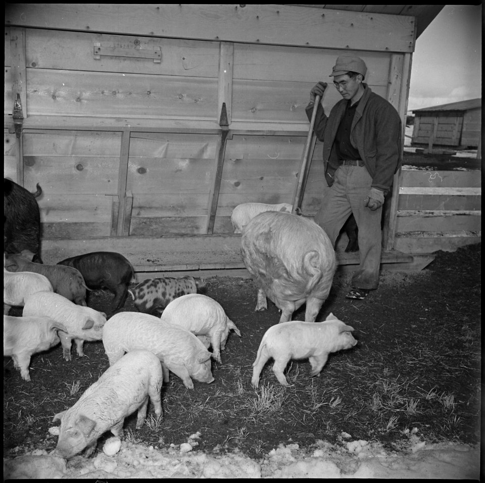 Tule Lake Relocation Center, Newell, California. Great care is given the baby pigs at the hog farm . . . - NARA - 536908