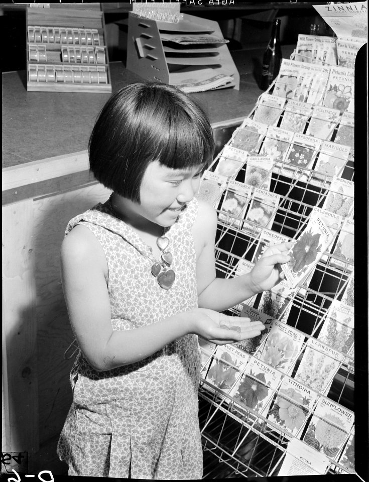 Tule Lake Relocation Center, Newell, California. Nancy Motomatsu, 11, chooses a package of Petunia . . . - NARA - 538205