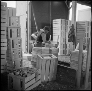 Tule Lake Relocation Center, Newell, California. Making crates in the packing shed. These crates a . . . - NARA - 538361