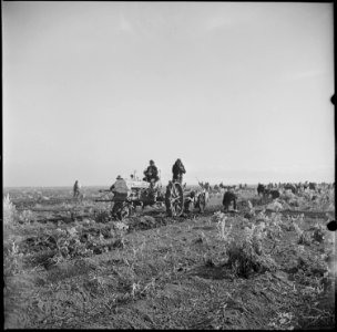 Tule Lake Relocation Center, Newell, California. Potatoes on the farm at this relocation center are . . . - NARA - 536482