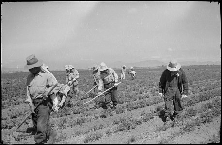 Tule Lake Relocation Center, Newell, California. Project farm scene. - NARA - 539426