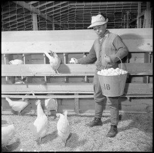 Tule Lake Relocation Center, Newell, California. S. Uyeda, evacuee from Auburn, Washington, is show . . . - NARA - 537124