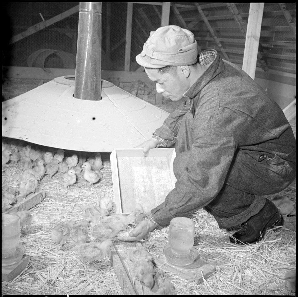 Tule Lake Relocation Center, Newell, California. S. Kanda, poultry caretaker, and former oyster wo . . . - NARA - 536745