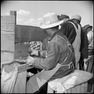 Tule Lake Relocation Center, Newell, California. Seed potato cutting at the cutting sheds of the Tu . . . - NARA - 537133