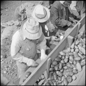 Tule Lake Relocation Center, Newell, California. Seed potato cutting at the cutting sheds of the Tu . . . - NARA - 537138