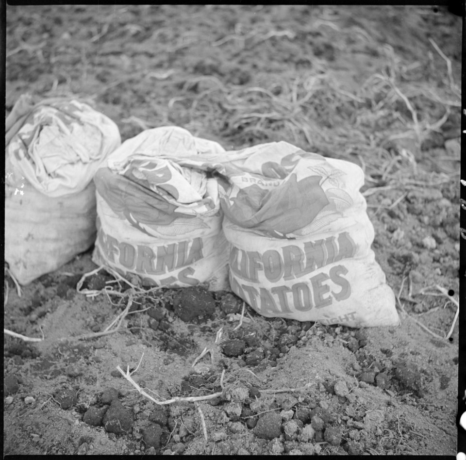 Tule Lake Relocation Center, Newell, California. Sacks which are being filled with newly dug potato . . . - NARA - 536388