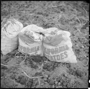 Tule Lake Relocation Center, Newell, California. Sacks which are being filled with newly dug potato . . . - NARA - 536388