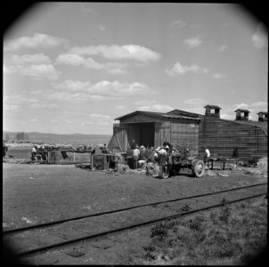 Tule Lake Relocation Center, Newell, California. Seed potatoes cutting at the cutting sheds of the . . . - NARA - 537132