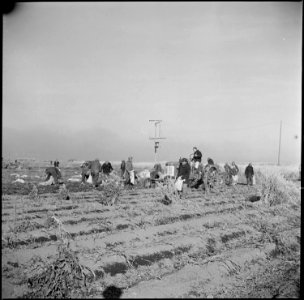Tule Lake Relocation Center, Newell, California. Potatoes on the farm at this relocation center are . . . - NARA - 536486