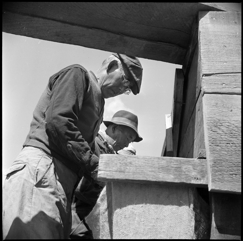 Tule Lake Relocation Center, Newell, California. Seed potato cutting at the cutting sheds of the Tu . . . - NARA - 537131