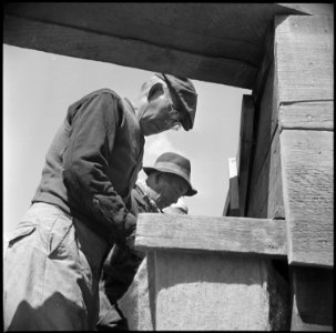 Tule Lake Relocation Center, Newell, California. Seed potato cutting at the cutting sheds of the Tu . . . - NARA - 537131