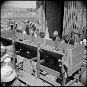 Tule Lake Relocation Center, Newell, California. Seed potato cutting at the cutting sheds of the Tu . . . - NARA - 537137
