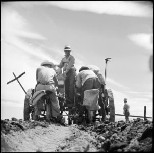 Tule Lake Relocation Center, Newell, California. Seed potatoes are placed in the rich black earth b . . . - NARA - 538240