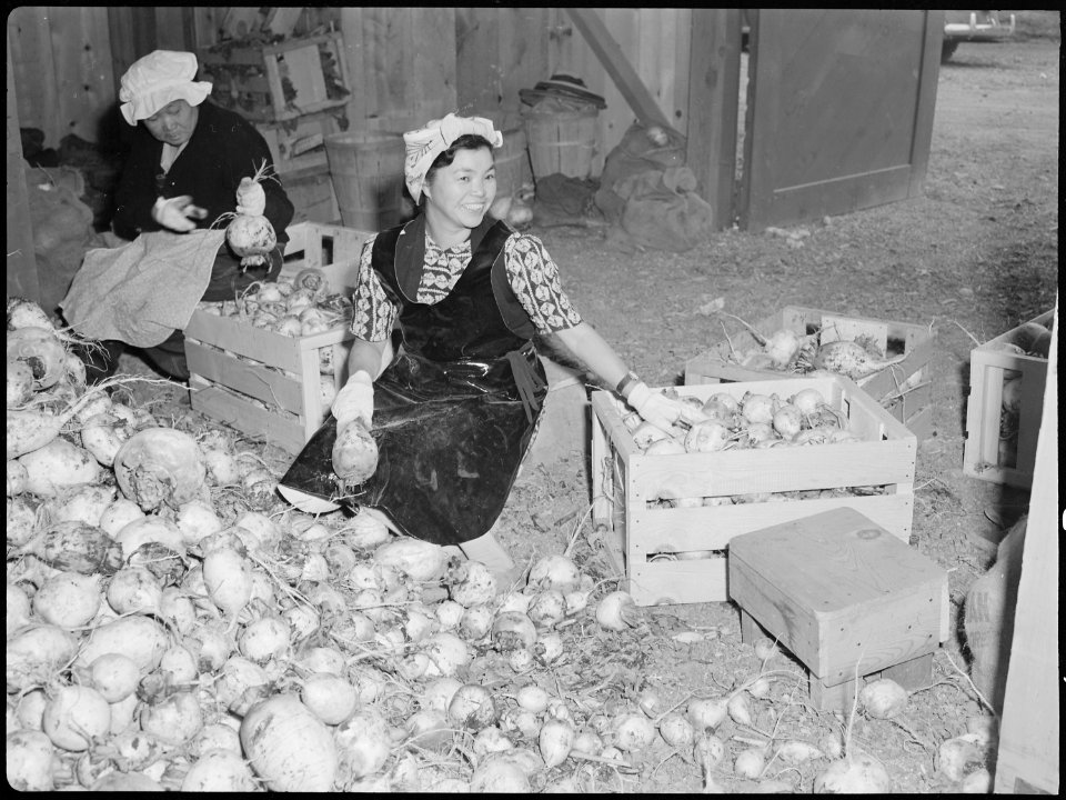 Tule Lake Relocation Center, Newell, California. Evacuee workers in the packing shed, sorting and p . . . - NARA - 538369