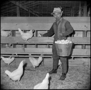 Tule Lake Relocation Center, Newell, California. S. Uyeda, evacuee from Auburn, Washington, is show . . . - NARA - 537125