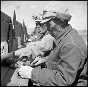 Tule Lake Relocation Center, Newell, California. Seed potato cutting at the cutting sheds of the Tu . . . - NARA - 537134
