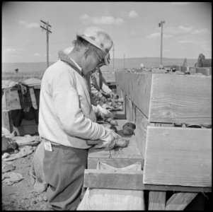 Tule Lake Relocation Center, Newell, California. Seed potato cutting at the cutting sheds of the Tu . . . - NARA - 537139