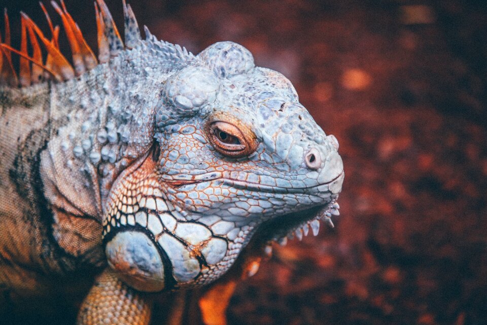 Animal forest lizard