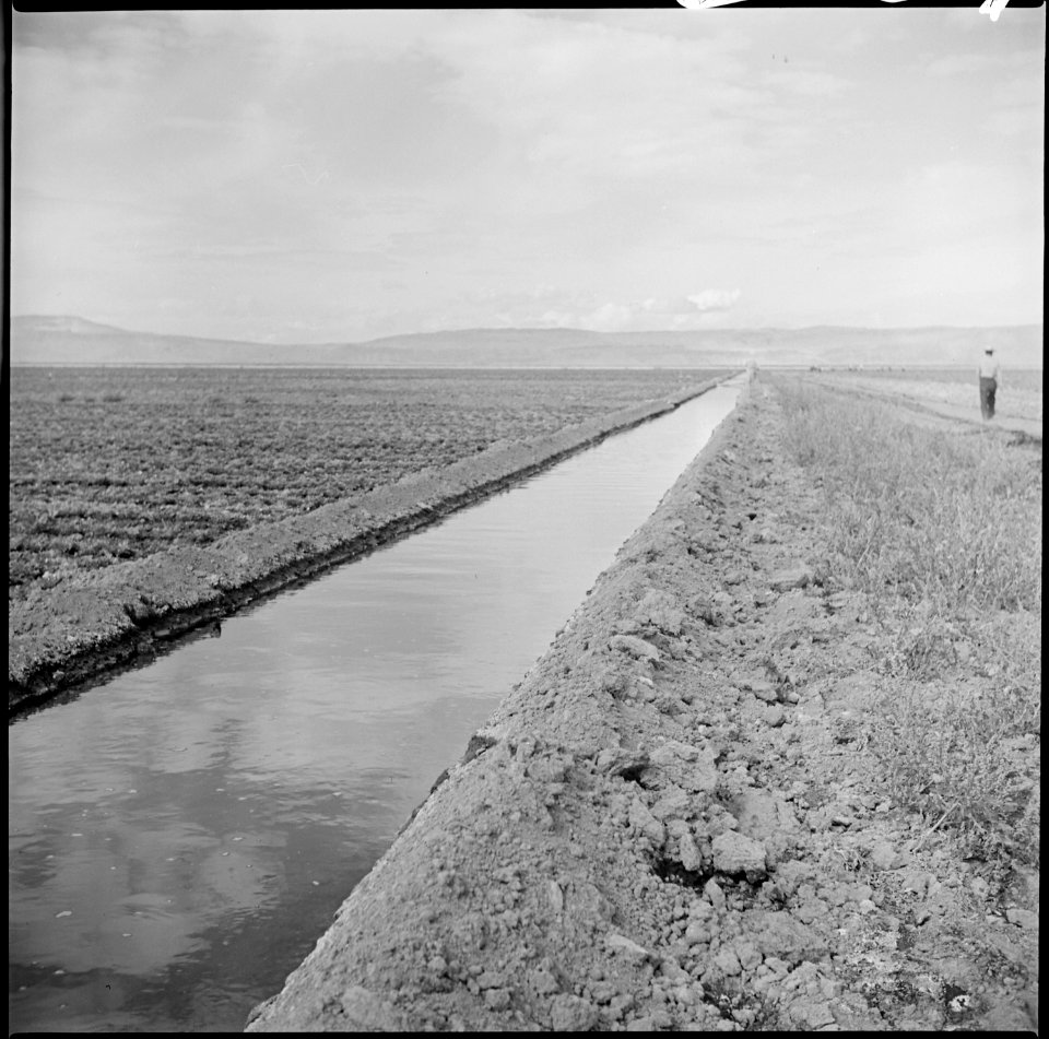 Tule Lake Relocation Center, Newell, California. This view shows an irrigation ditch which supplies . . . - NARA - 538350