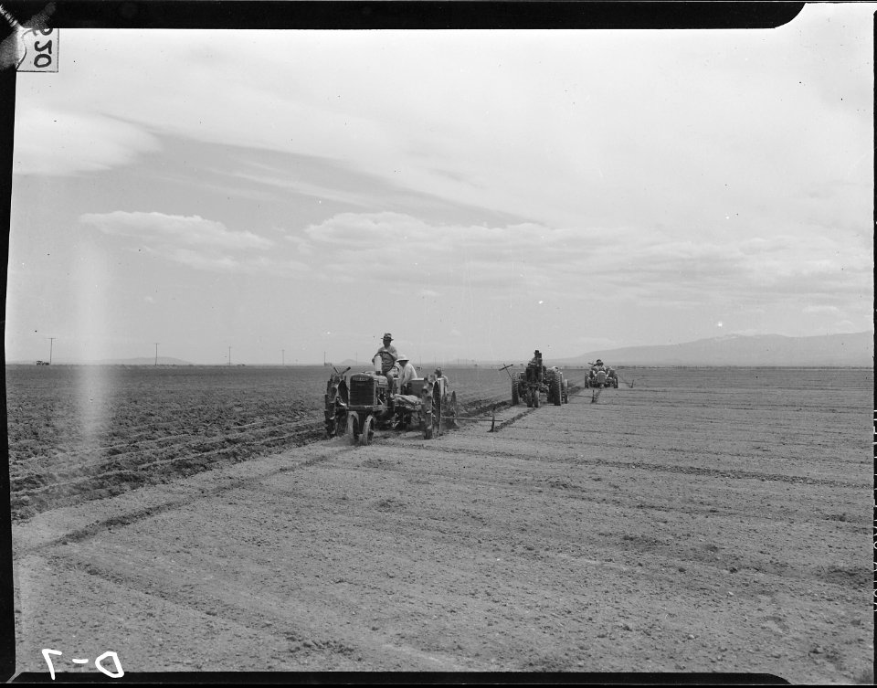 Tule Lake Relocation Center, Newell, California. Three crews of potato planters drop seed potoatoes . . . - NARA - 538206