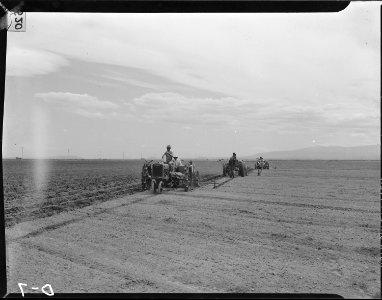 Tule Lake Relocation Center, Newell, California. Three crews of potato planters drop seed potoatoes . . . - NARA - 538206