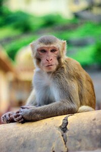 Macaque ape animal photo