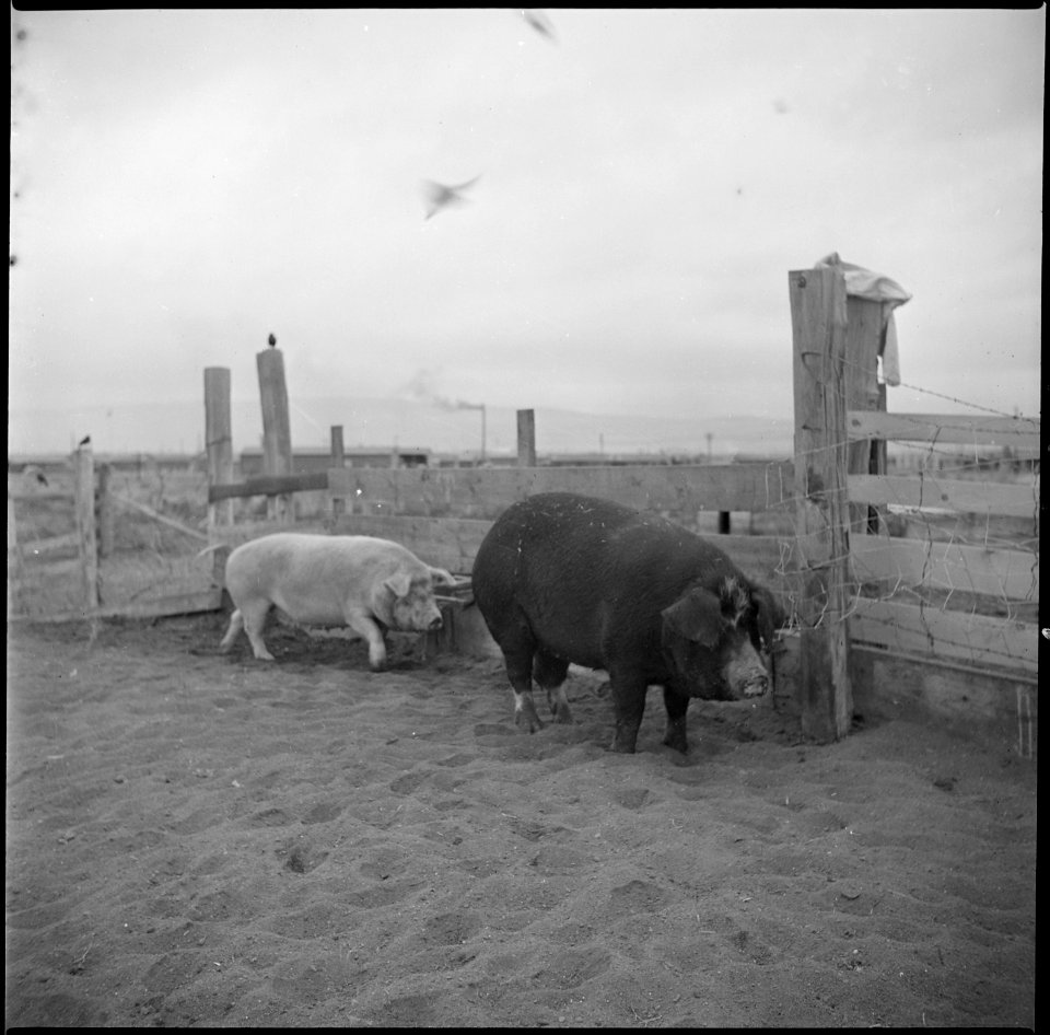 Tule Lake Relocation Center, Newell, California. Two of the many hogs at the temporary hog farm at . . . - NARA - 536383