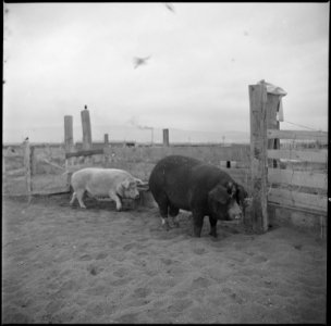 Tule Lake Relocation Center, Newell, California. Two of the many hogs at the temporary hog farm at . . . - NARA - 536383
