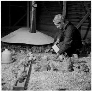 Tule Lake Relocation Center, Newell, California. S. Kanda, poultry caretaker, and former oyster wo . . . - NARA - 536744 photo