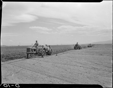 Tule Lake Relocation Center, Newell, California. Three crews of potato planters seed potatoes in th . . . - NARA - 538209