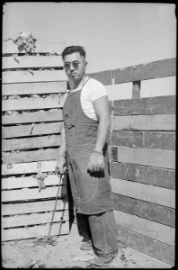 Tule Lake Relocation Center, Newell, California. Unloading farm vegetables at packing shed. - NARA - 539425