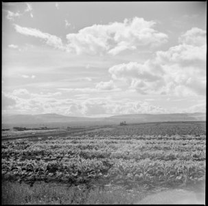 Tule Lake Relocation Center, Newell, California. View of the farm at this War Relocation Authority . . . - NARA - 538354