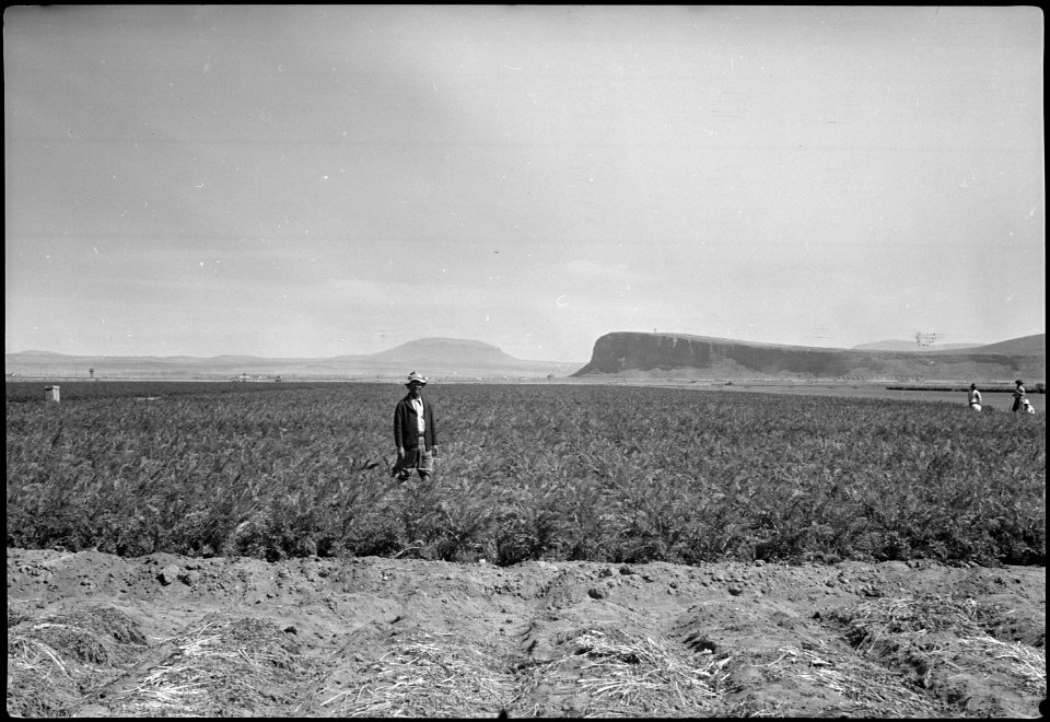 Tule Lake Segregation Center, Newell, California. Carrot field at the Tule Lake Center farm, 1944, . . . - NARA - 539581