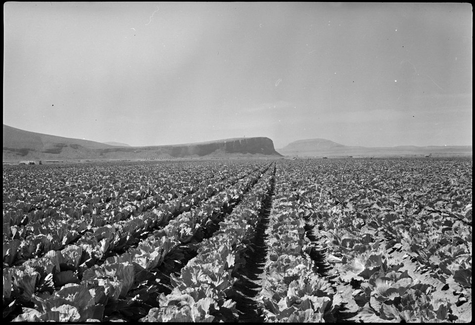Tule Lake Segregation Center, Newell, California. A field of cabbage on the Tule Lake Center farm. - NARA - 539576