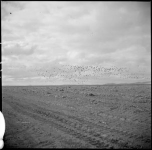 Tule Lake Relocation Center, Newell, California. View of wild geese on farm. These geese, which ar . . . - NARA - 536391