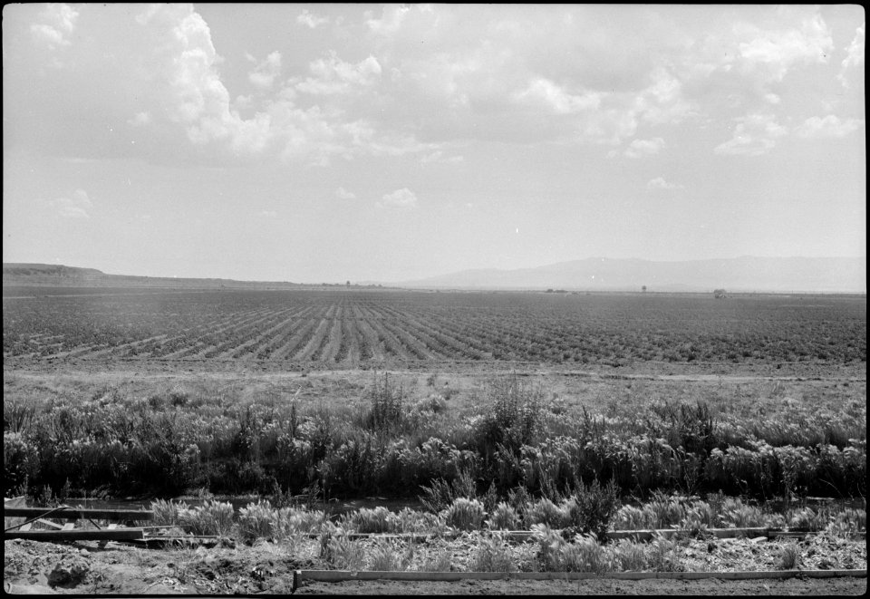 Tule Lake Segregation Center, Newell, California. This field of potatoes at the Tule Lake Center wa . . . - NARA - 539578