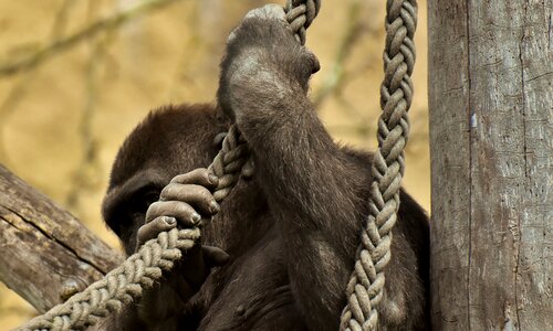 Monkey animal furry