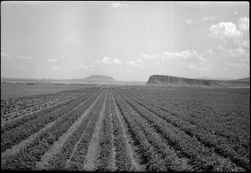Tule Lake Segregation Center, Newell, California. This field of beets at the Tule Lake Center was p . . . - NARA - 539580