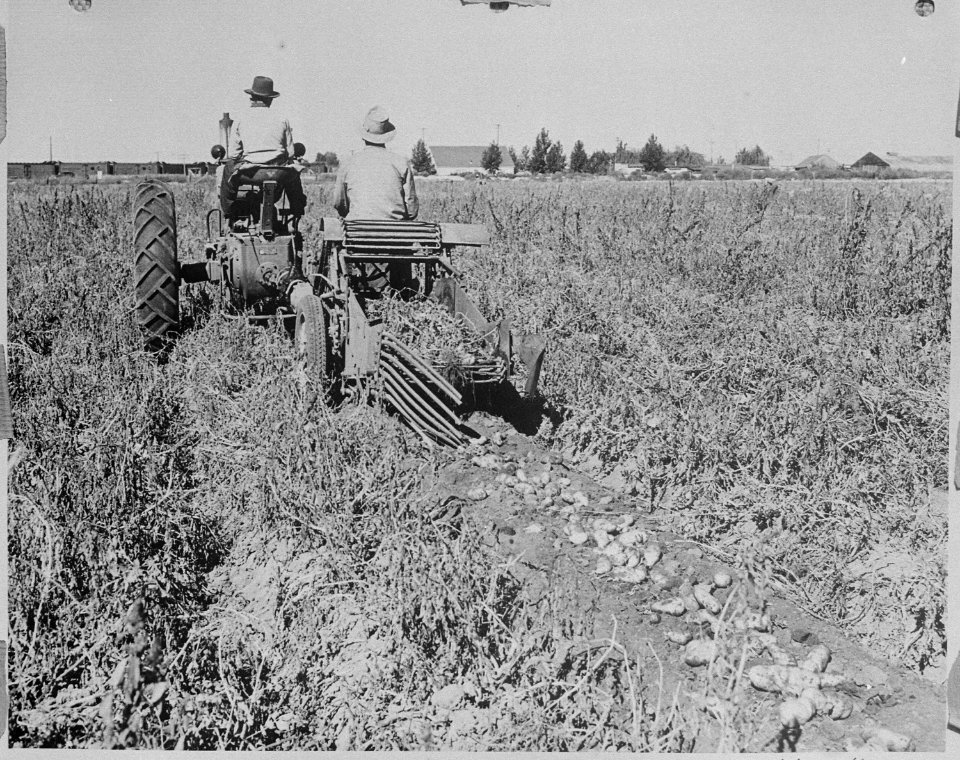 Tule Lake Relocation Center, Tule Lake California. Potato digger operating at Hatfield, California, . . . - NARA - 536221