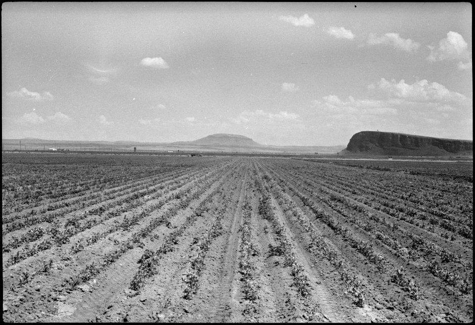 Tule Lake Segregation Center, Newell, California. This field of peas (Laxton Progress) was planted . . . - NARA - 539579